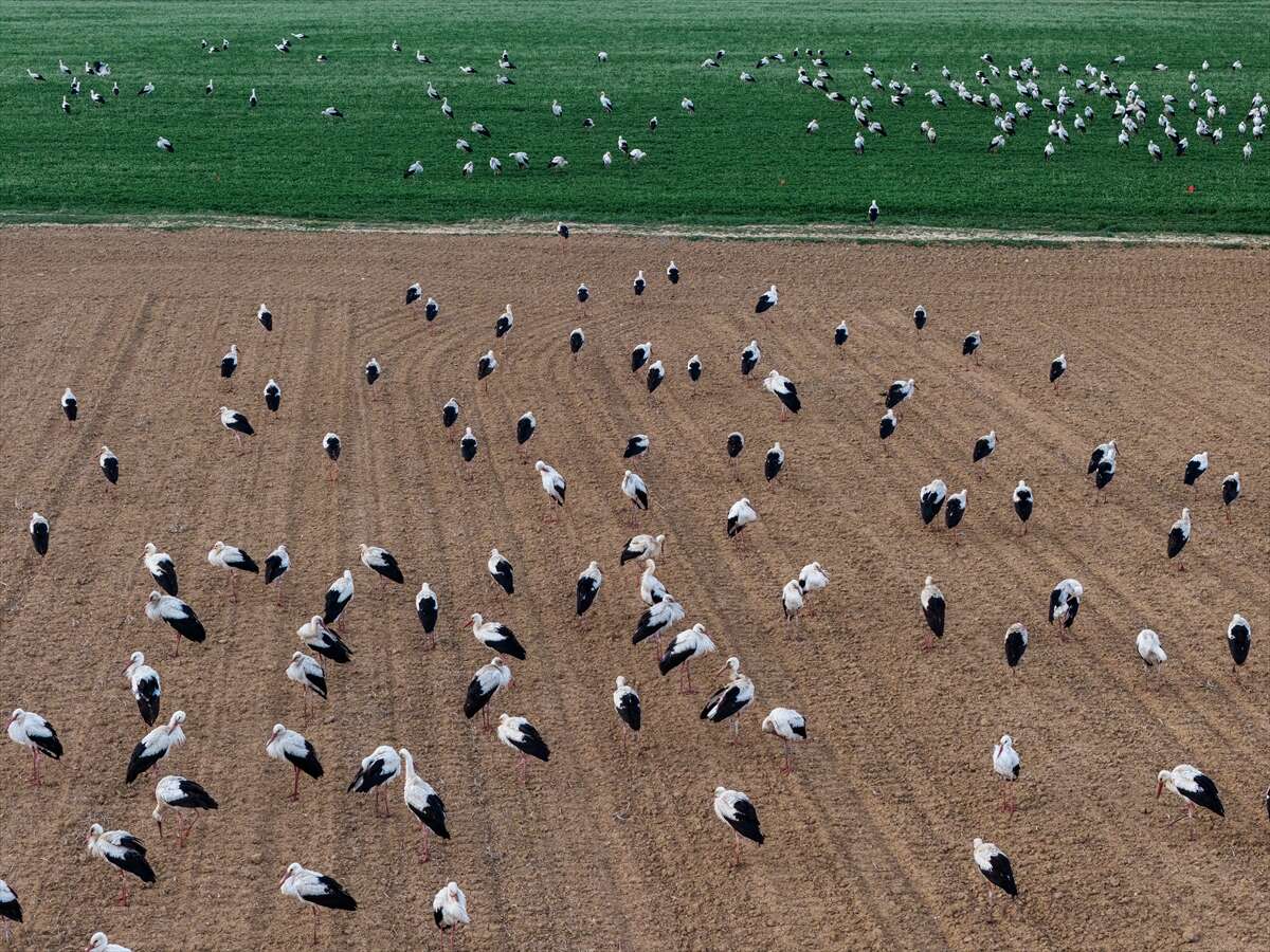 Konya semaları şenlendi! Baharın habercileri bu bölgede görsel şölen sunuyor 9